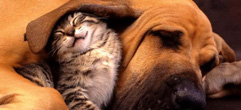 Animals