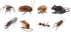 Pest Control